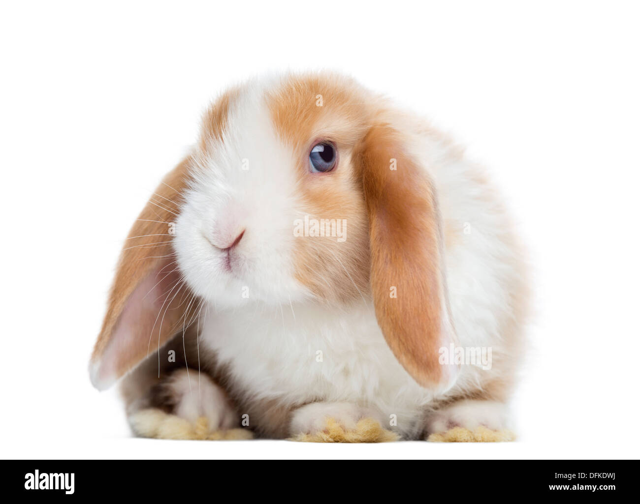 Satin Mini Lop Kaninchen vor, schaut in die Kamera vor weißem Hintergrund Stockfoto