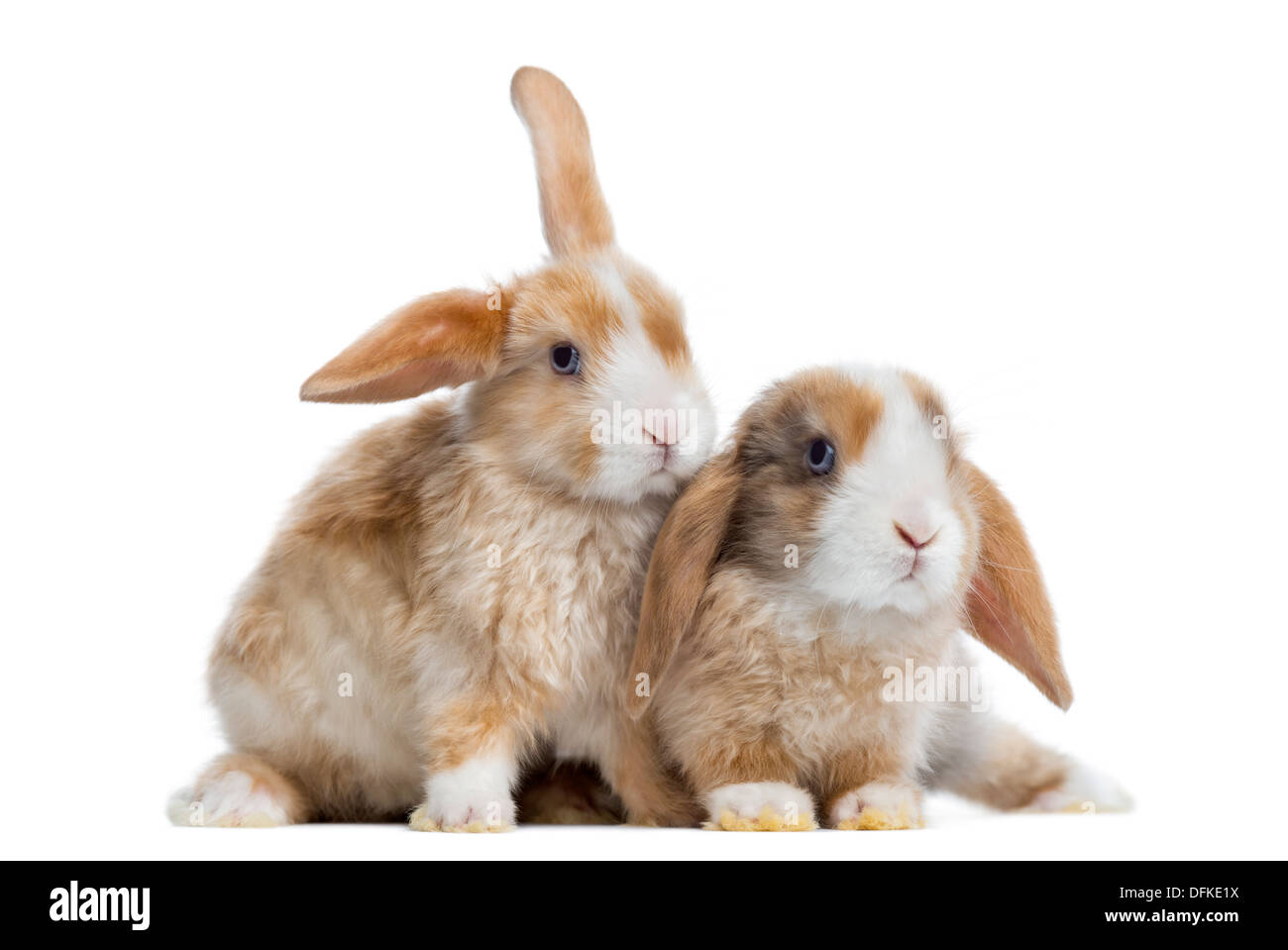 Zwei Satin Mini Lop Kaninchen neben einander vor weißem Hintergrund Stockfoto
