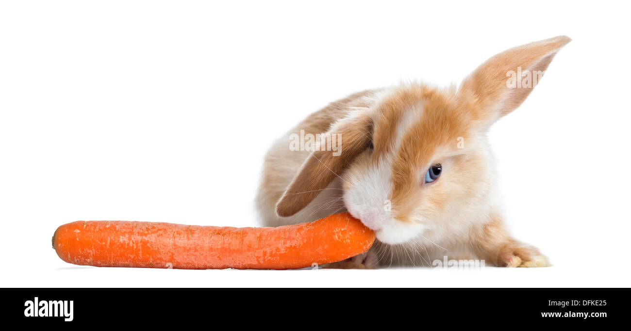 Satin Mini Lop Kaninchen essen eine Karotte vor weißem Hintergrund Stockfoto