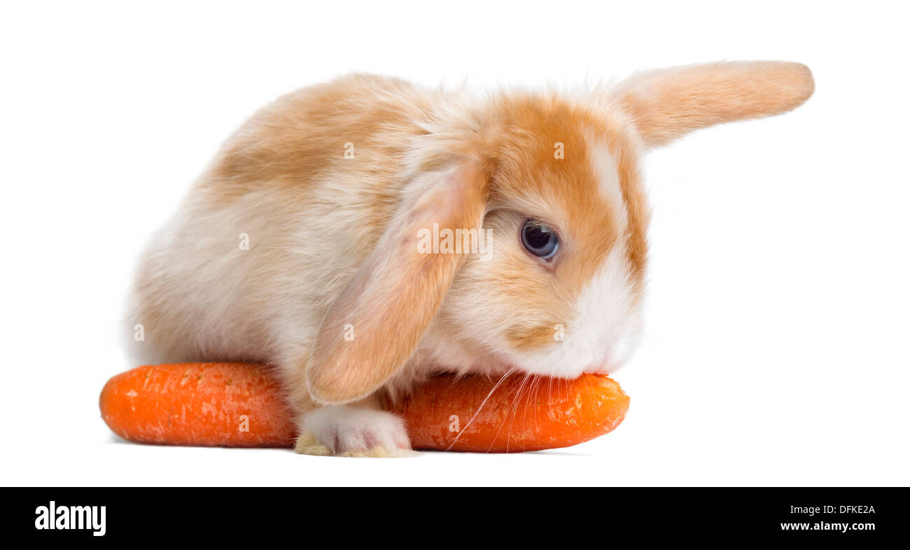 Satin Mini Lop Kaninchen essen eine Karotte vor weißem Hintergrund Stockfoto