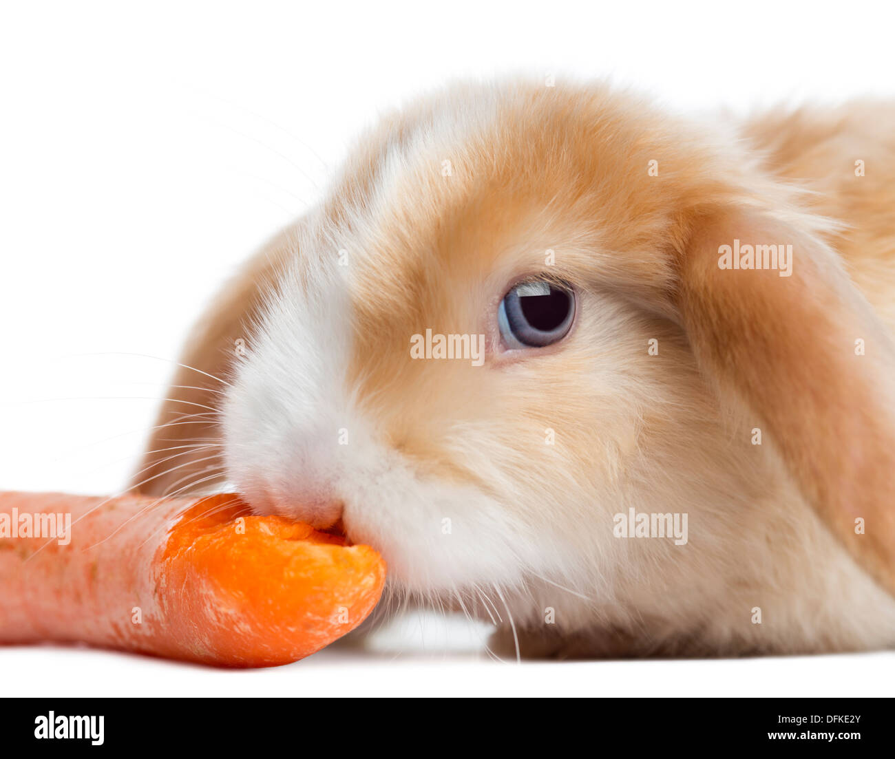 Satin Mini Lop Kaninchen essen eine Karotte vor weißem Hintergrund Stockfoto