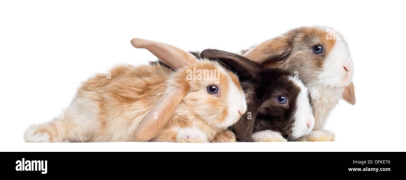 Gruppe von Satin Mini Lop Kaninchen vor weißem Hintergrund Stockfoto