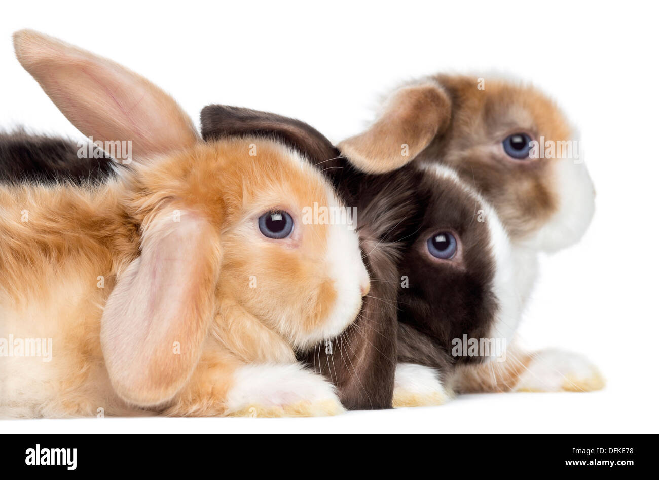 Gruppe von Satin Mini Lop Kaninchen vor weißem Hintergrund Stockfoto