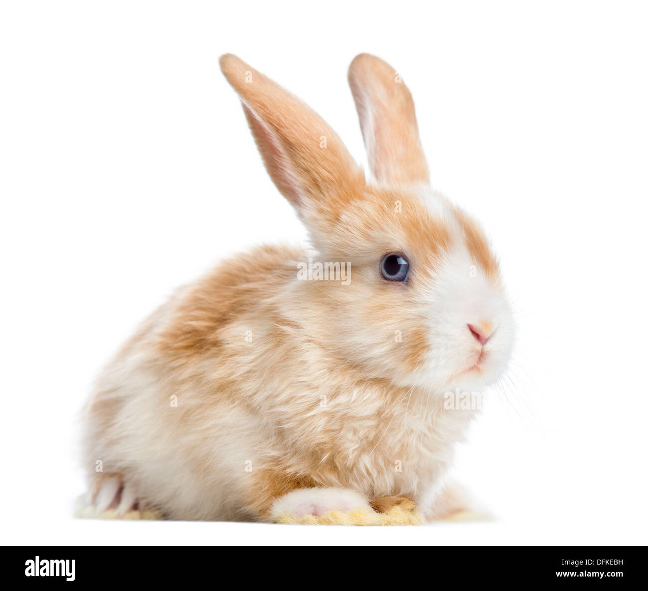 Satin Mini Lop Kaninchen mit Ohren, vor weißem Hintergrund Stockfoto