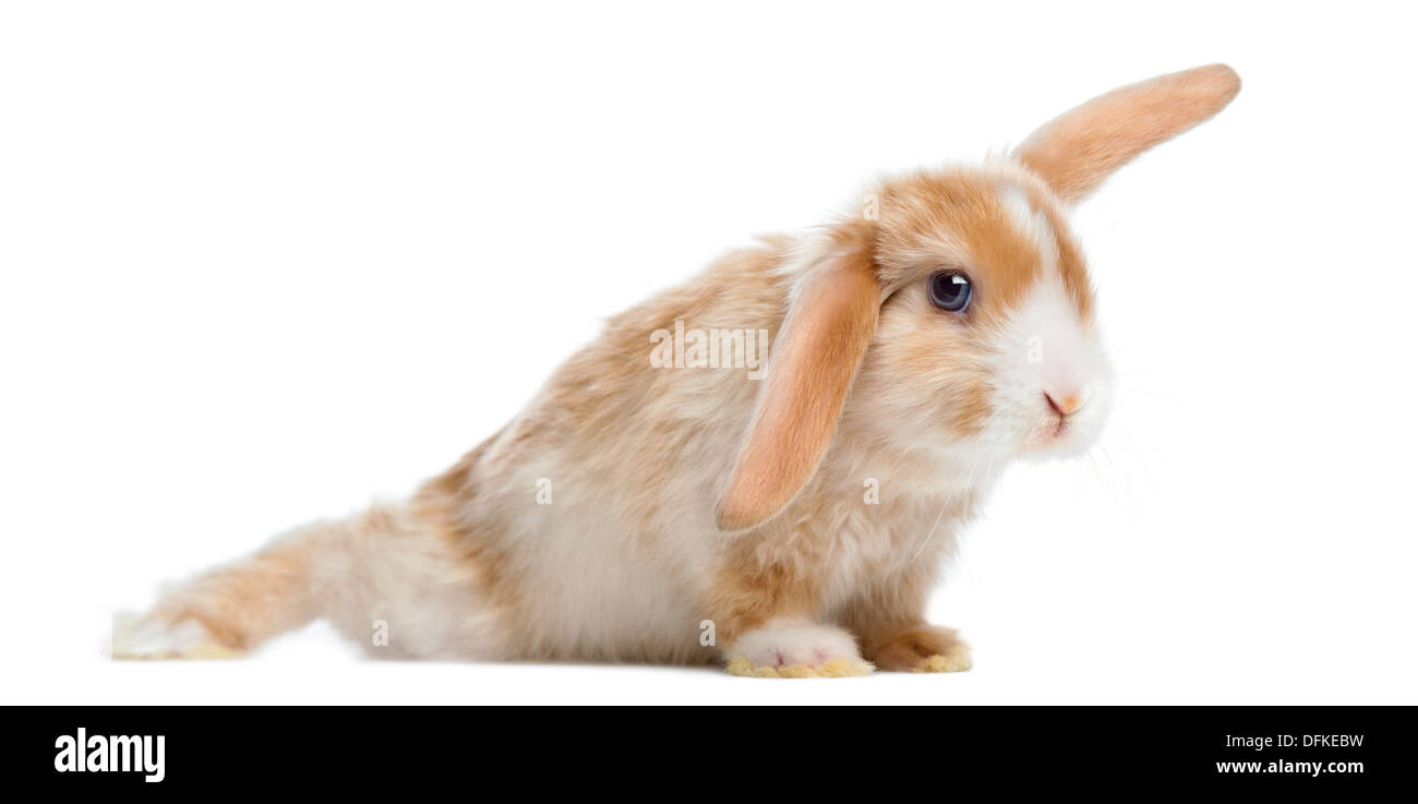 Satin Mini Lop Kaninchen vor weißem Hintergrund Stockfoto