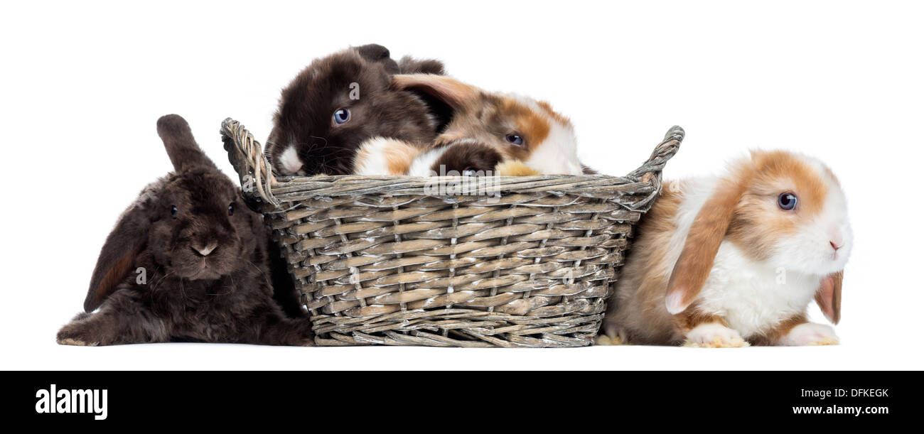 Gruppe von Satin Mini Lop Kaninchen in einem Weidenkorb auf weißen Hintergrund Stockfoto