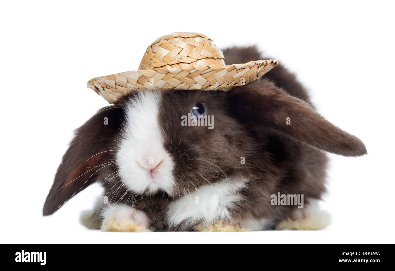 Satin Mini Lop Hase schaut mit einem Strohhut, vor weißem Hintergrund Stockfoto
