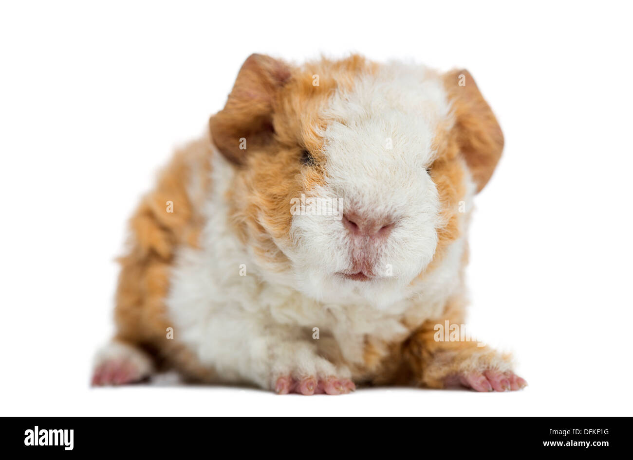 Baby Alapaca Meerschweinchen, 1 Tag alt, vor weißem Hintergrund Stockfoto