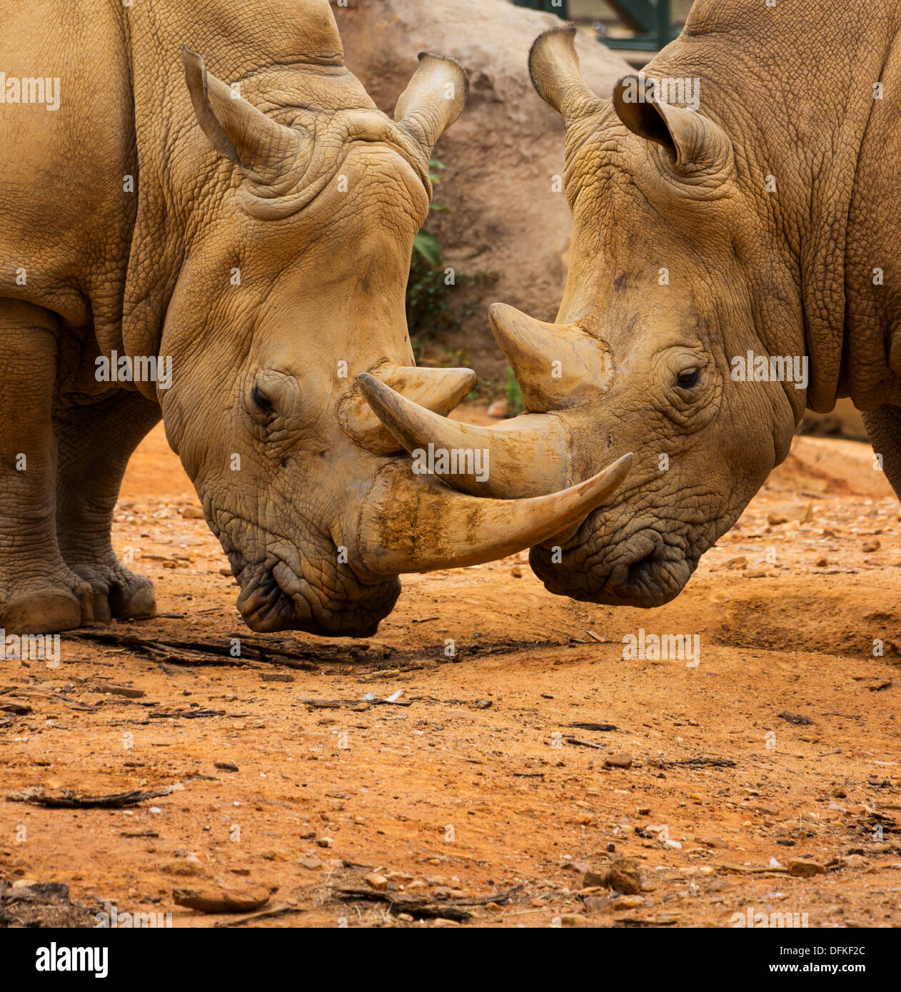 Schließen Sie zwei Rhino Verriegelung Hörner auf den Boden Stockfoto