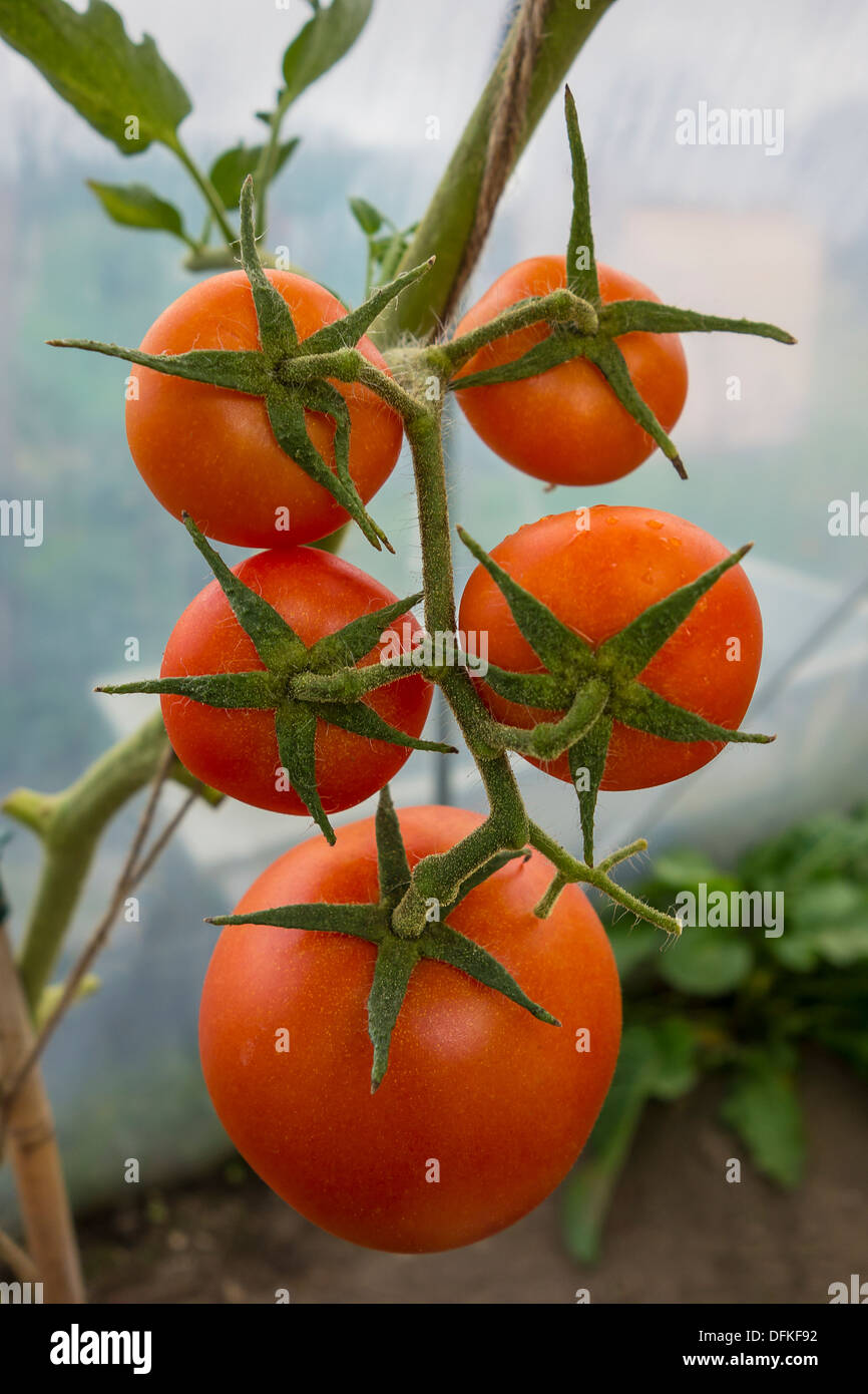 Tomaten Rebe Truss Home Allotment Gemüse angebaut Stockfoto