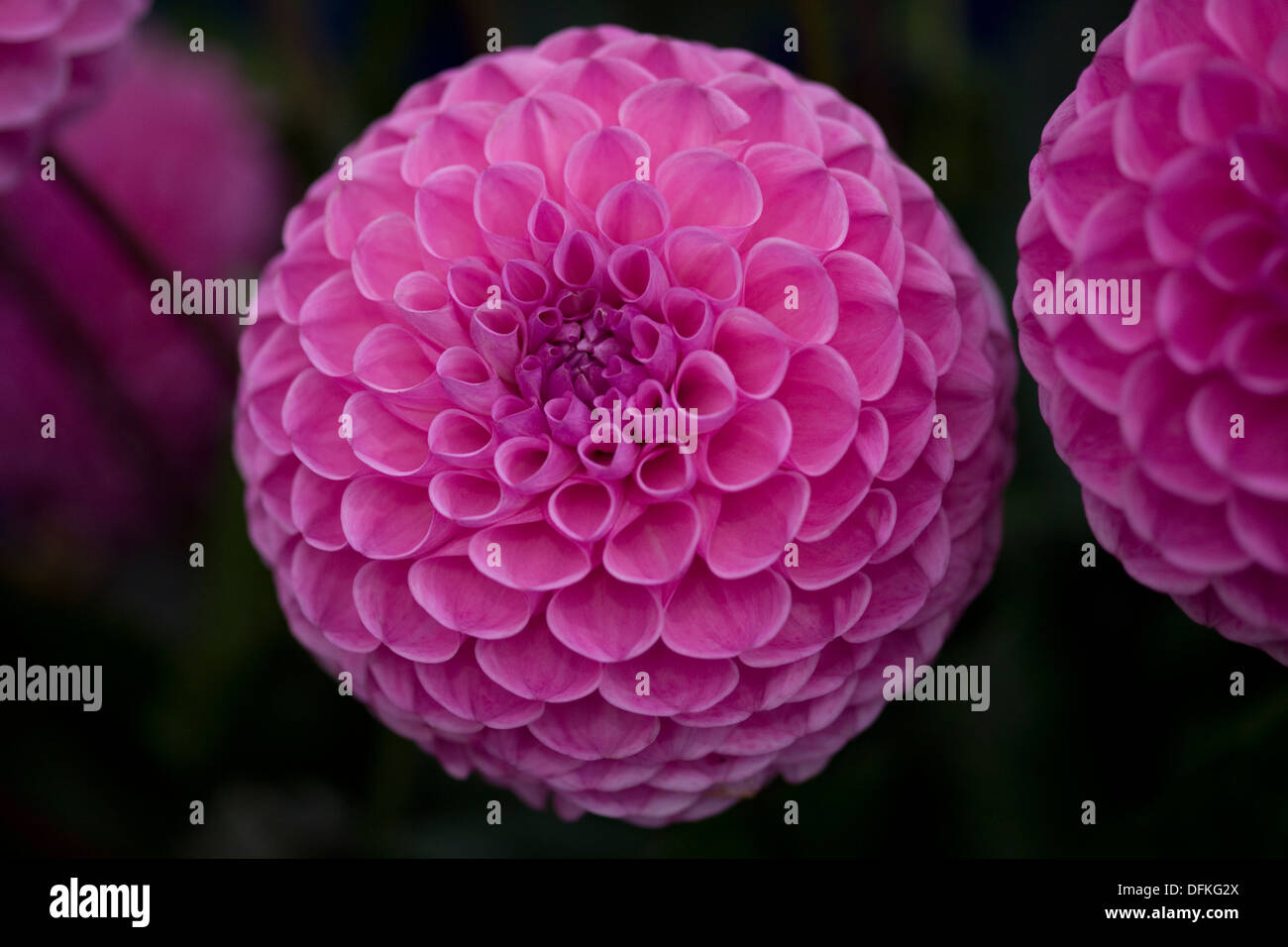 Nahaufnahme von einem Dahlia "Franz Kafka" Stockfoto