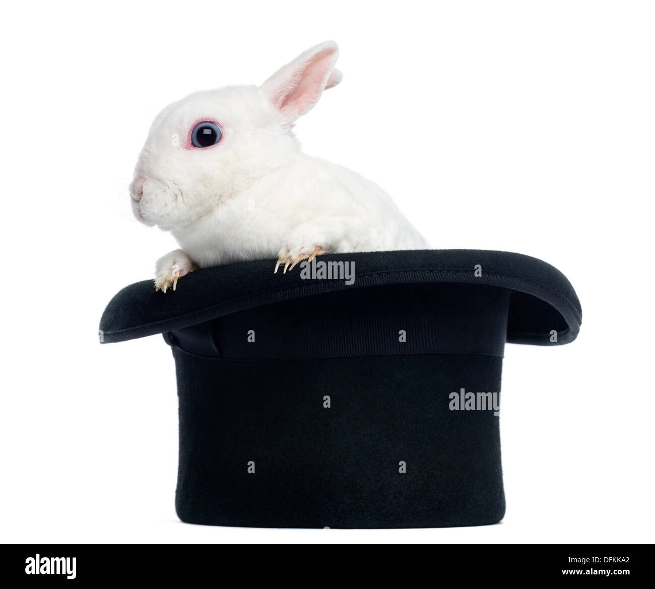 Mini Rex Kaninchen erscheinen aus einen Zylinderhut auf weißen Hintergrund Stockfoto