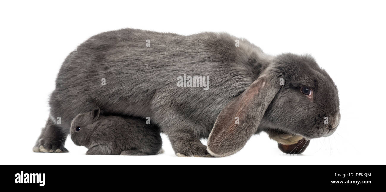 Seitenansicht eines hängeohrigen Kaninchen und junge Kaninchen vor weißem Hintergrund Stockfoto