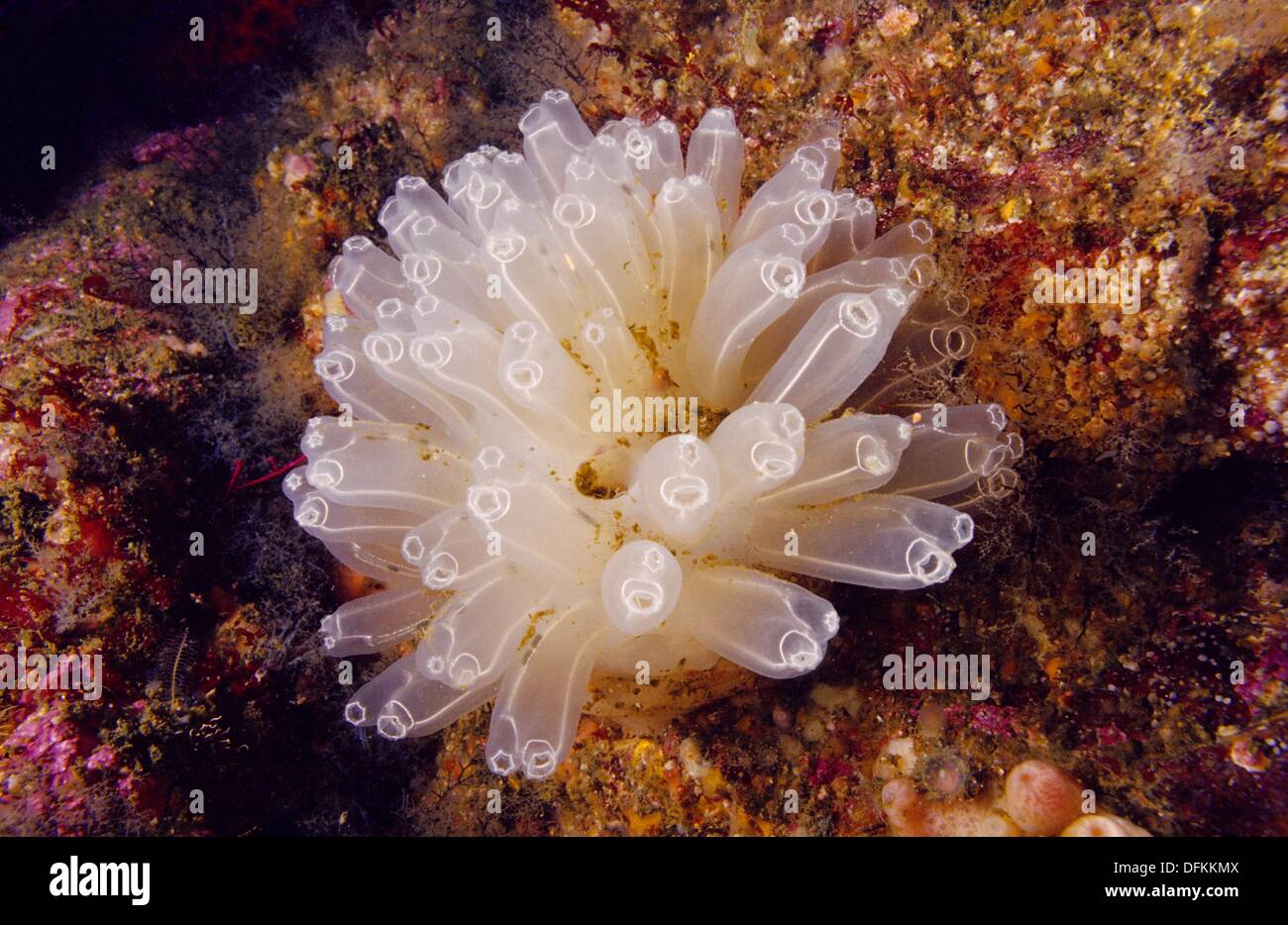 Diazona violacea Fotos und Bildmaterial in hoher Auflösung Alamy