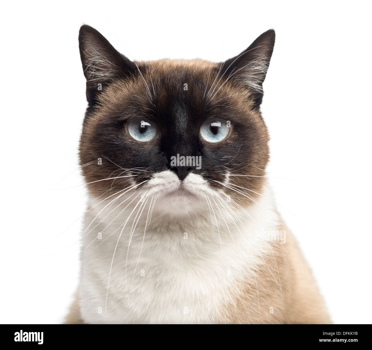 Nahaufnahme einer Europäisch Kurzhaar Katze vor weißem Hintergrund Stockfoto