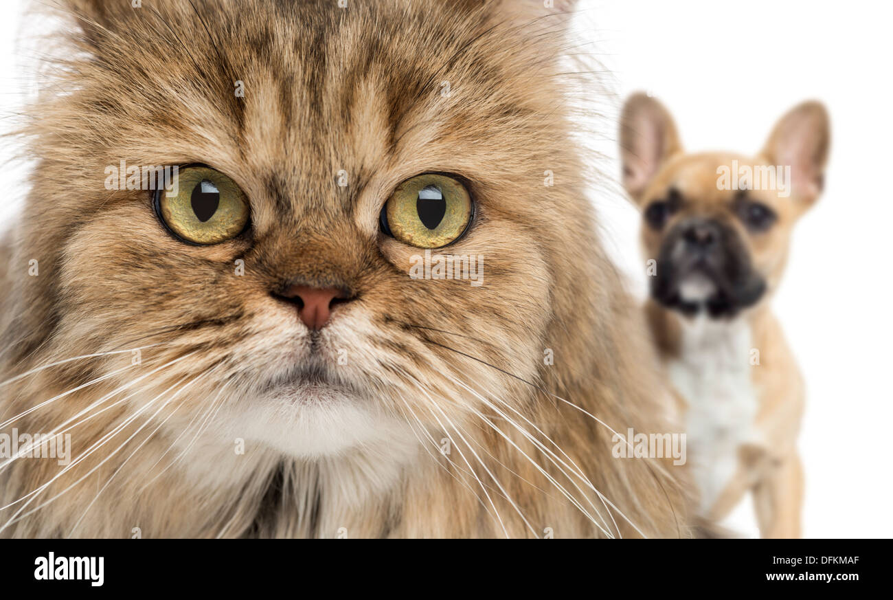 Nahaufnahme einer Katze und Hund versteckt sich hinter weißen Hintergrund Stockfoto