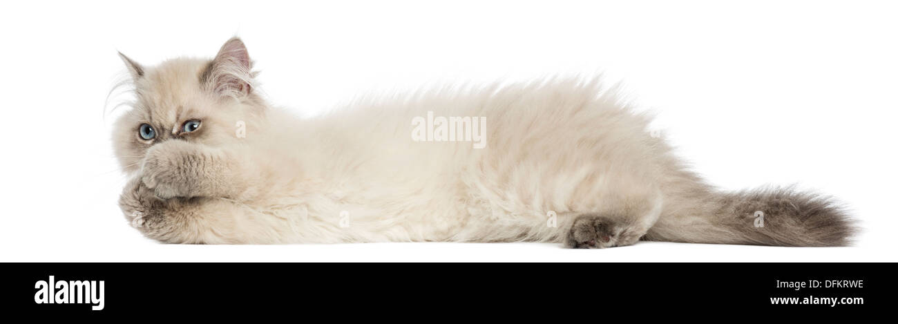 Seitenansicht eines British Longhair Kitten liegen, spielen, 5 Monate alt, vor weißem Hintergrund Stockfoto