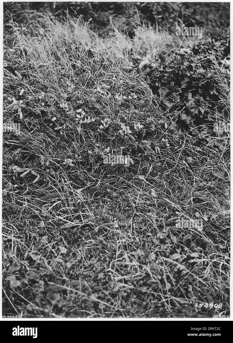 Eine botanische Fotografie aus dem Jahr 1920 zeigt Lupinus (Lupine) und Carduus (Distel) Pflanzen am Cape Blanco in Siskiyou, Oregon. Dieses Bild zeigt die Flora der Region und die Artenvielfalt in der Region. Stockfoto