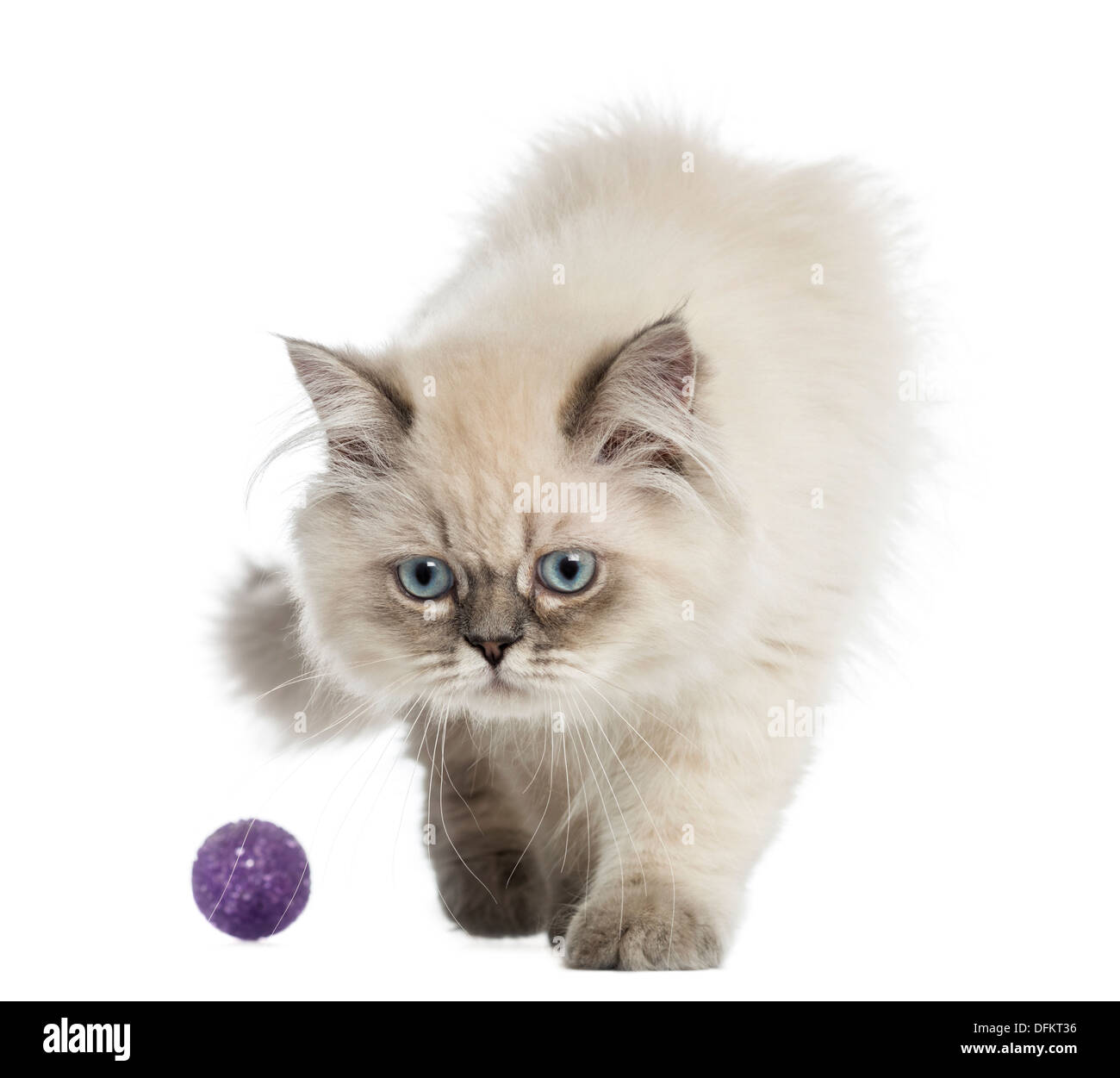 British Longhair Katze spielt mit einem Ball, 5 Monate alt, vor weißem Hintergrund Stockfoto