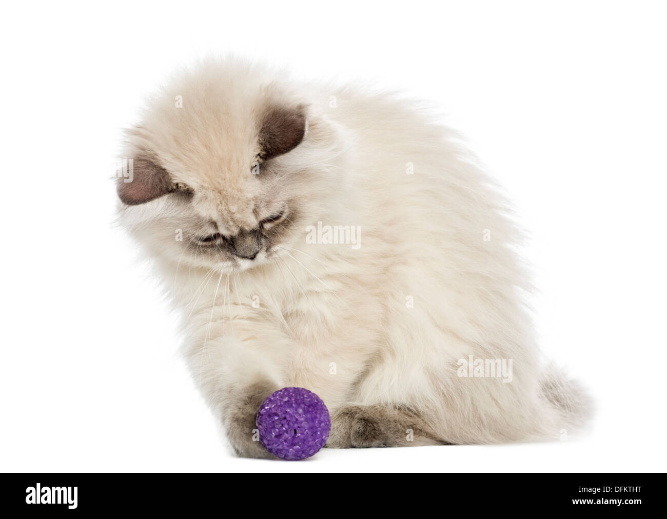 British Longhair Katze spielt mit einem Ball, 5 Monate alt, vor weißem Hintergrund Stockfoto