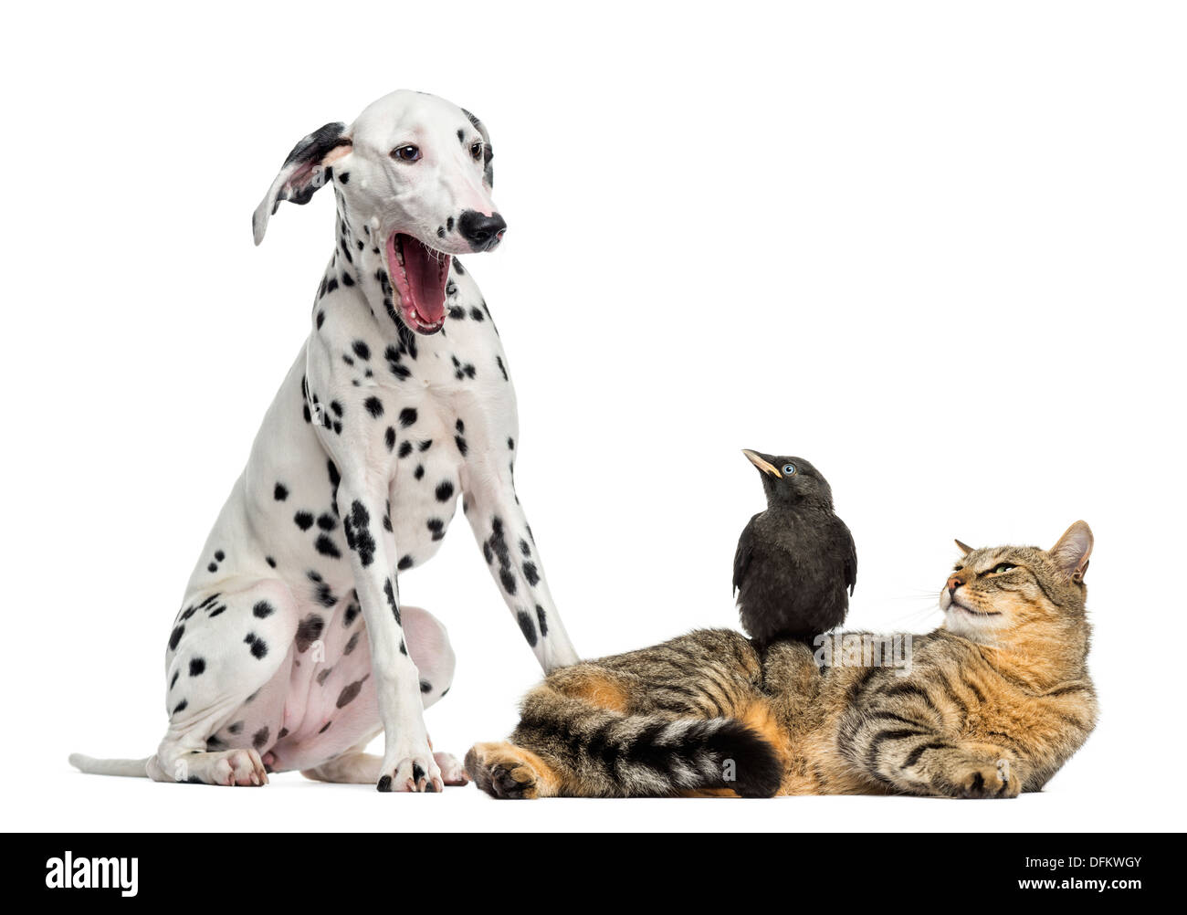Katze und Dohle betrachten ein Dalmatiner, Gähnen, vor weißem Hintergrund Stockfoto