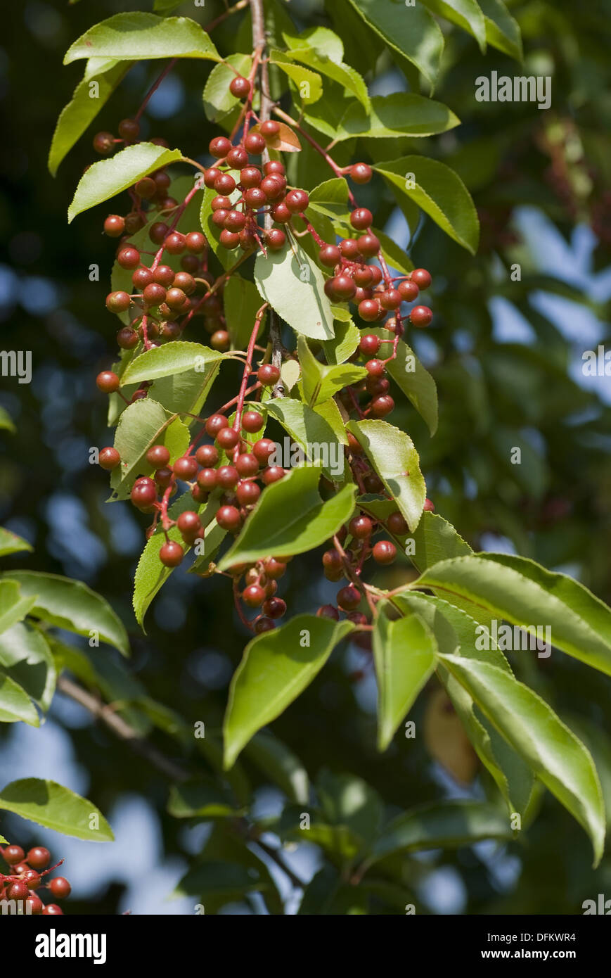 Traubenkirsche, Prunus serotina Stockfoto