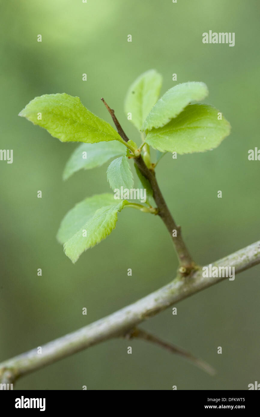 Schlehe, Prunus spinosa Stockfoto