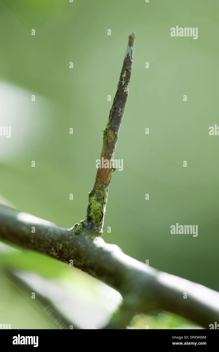 Schlehe, Prunus spinosa Stockfoto