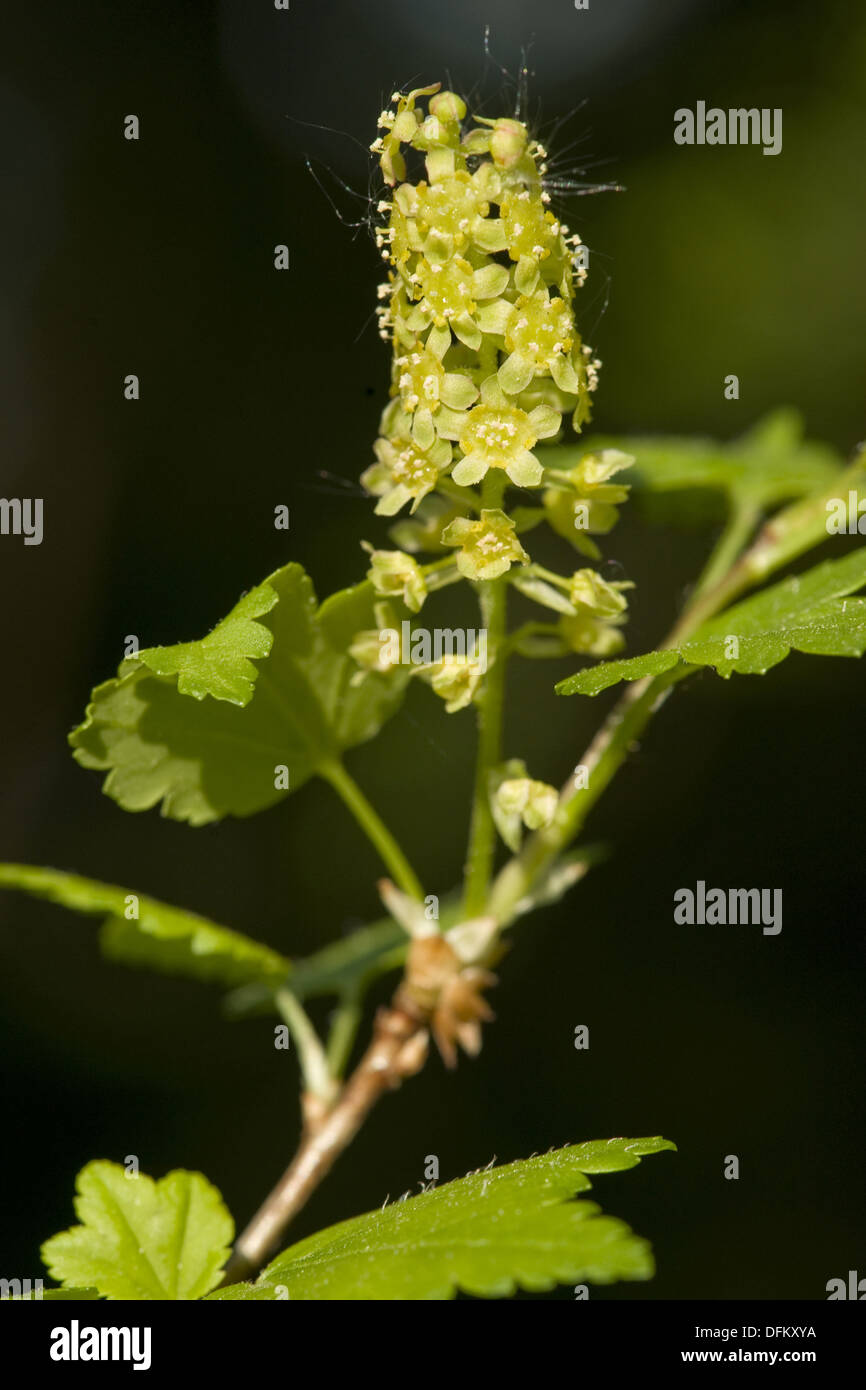 Alpine Johannisbeere, Ribes alpinum Stockfoto
