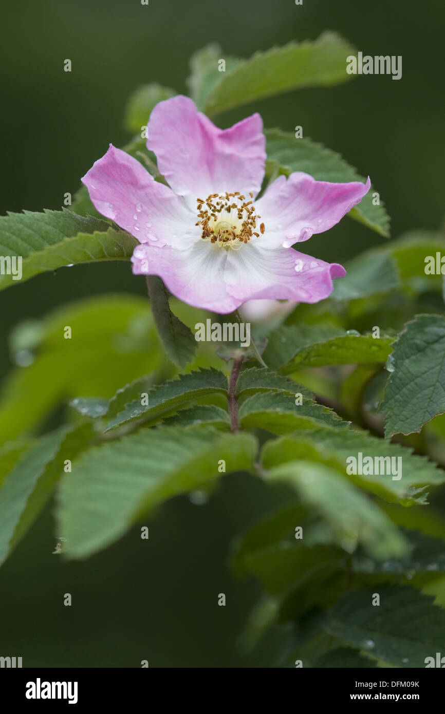 Apfel-Rose, Rosa rugosa Stockfoto