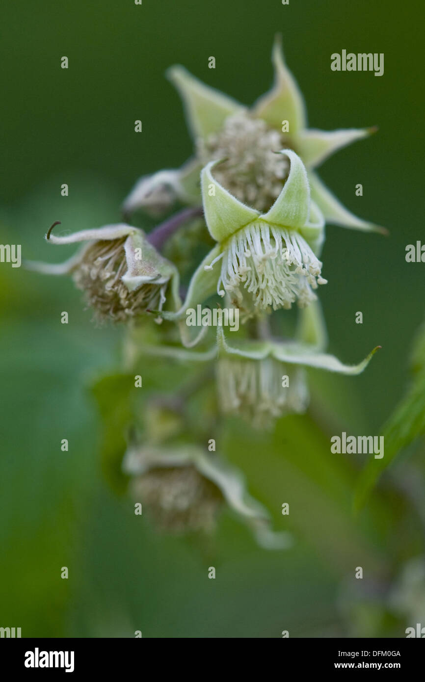 Himbeere, Rubus idaeus Stockfoto