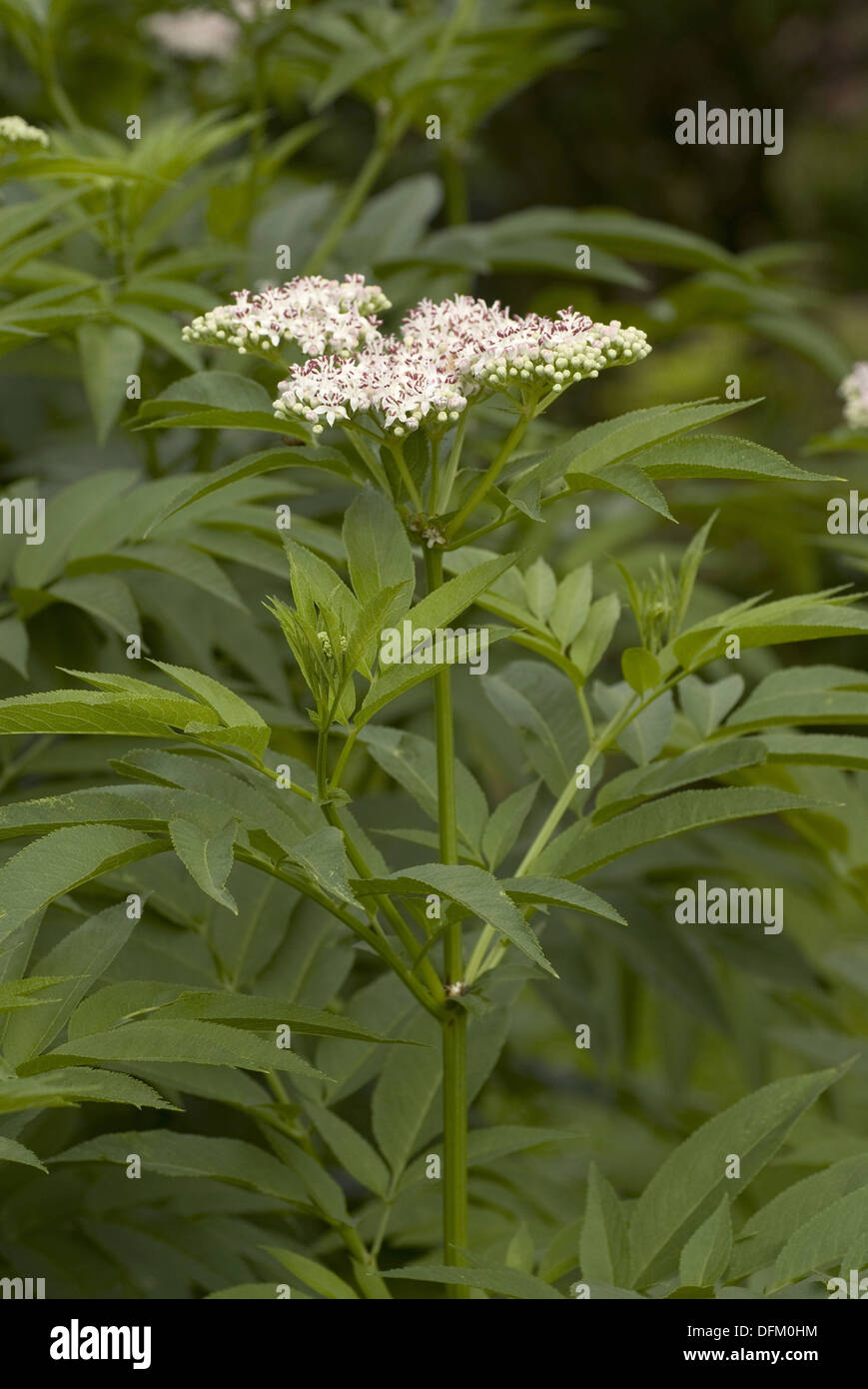 Danewort, Sambucus ebulus Stockfoto