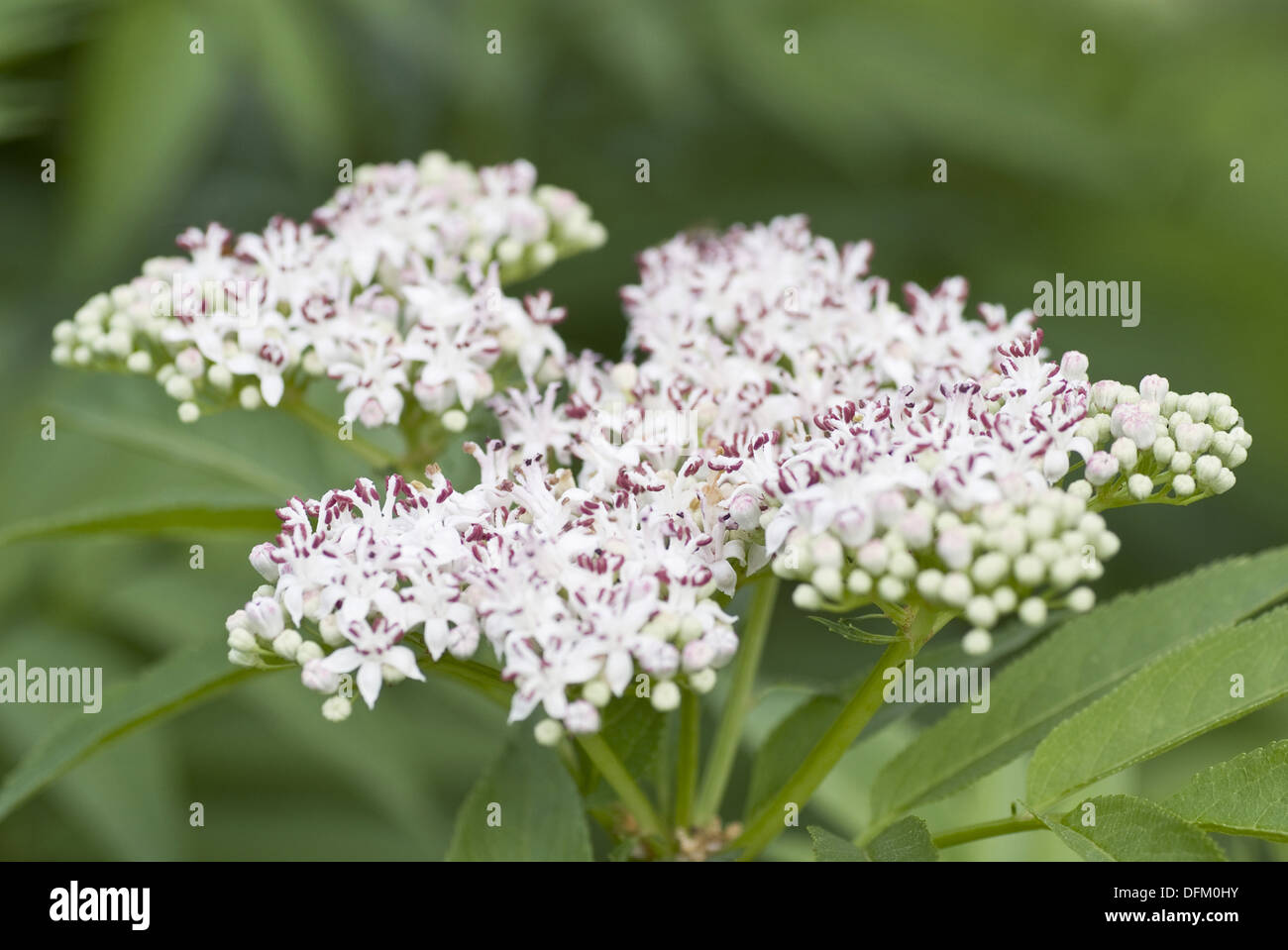 Danewort, Sambucus ebulus Stockfoto