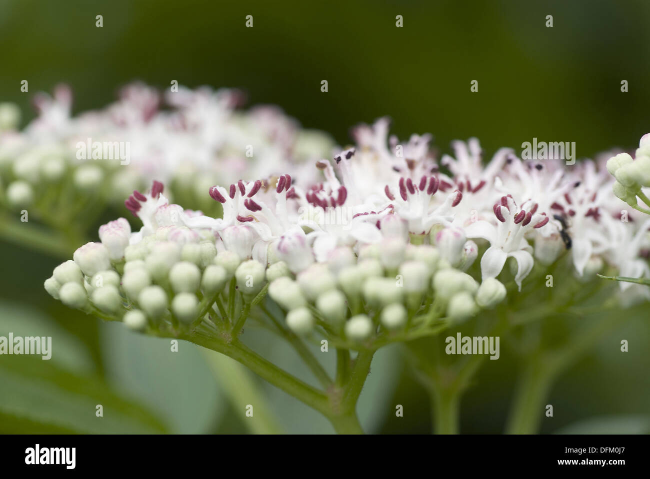 Danewort, Sambucus ebulus Stockfoto