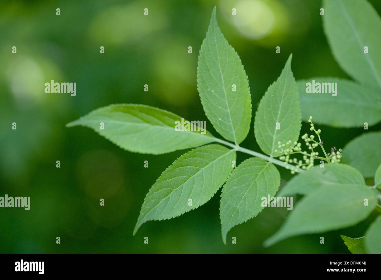 Sambucus blätter -Fotos und -Bildmaterial in hoher Auflösung – Alamy