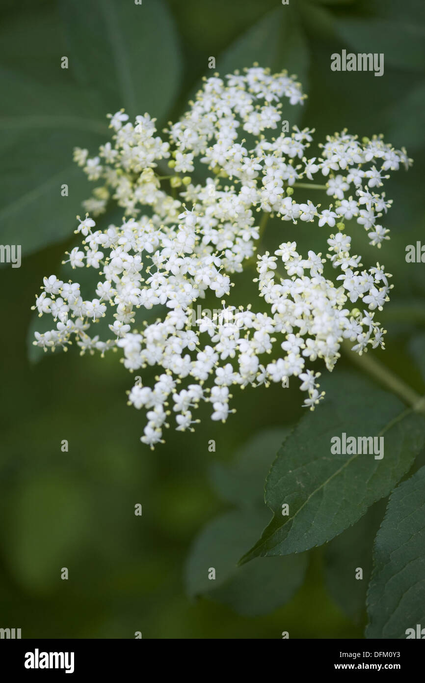 Holunder weiß -Fotos und -Bildmaterial in hoher Auflösung – Alamy