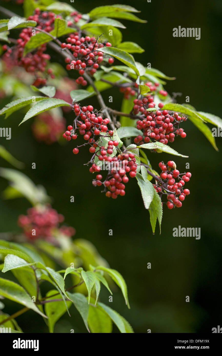 roter Holunder, Sambucus racemosa Stockfoto