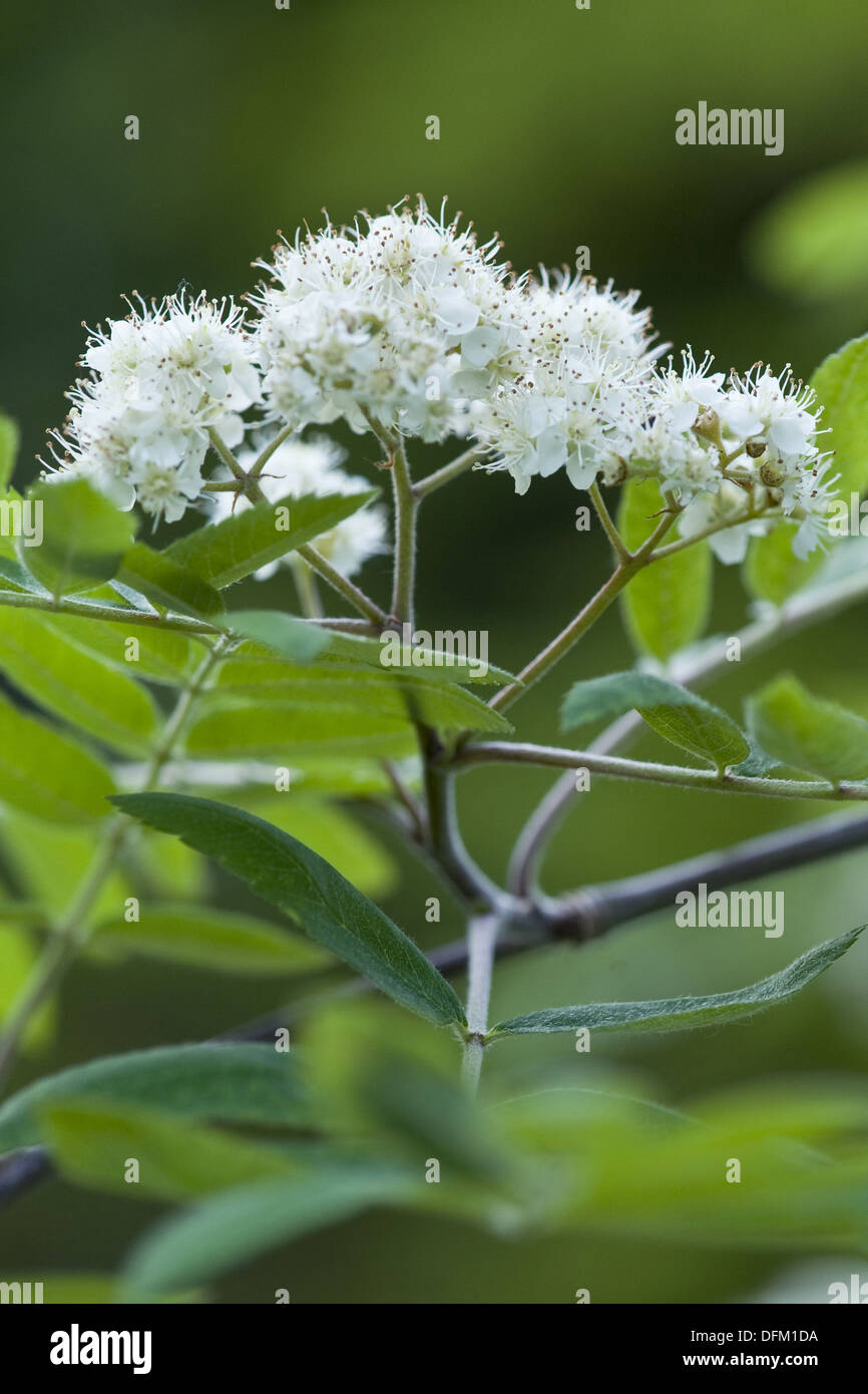 Rowan, Sorbus aucuparia Stockfoto