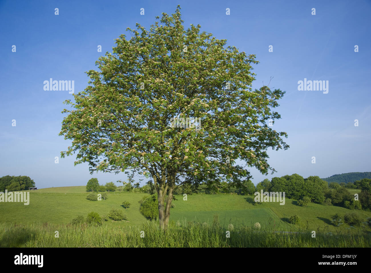 Rowan, Sorbus aucuparia Stockfoto