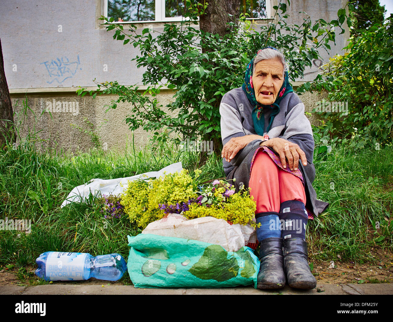 Zigeunerin senior Heilkräuter an der Ecke der Straße in Braşov, Rumänien zu verkaufen. Stockfoto