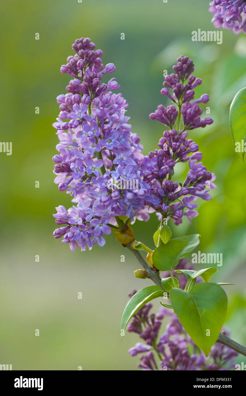 gemeinsamen Flieder, Syringa vulgaris Stockfoto