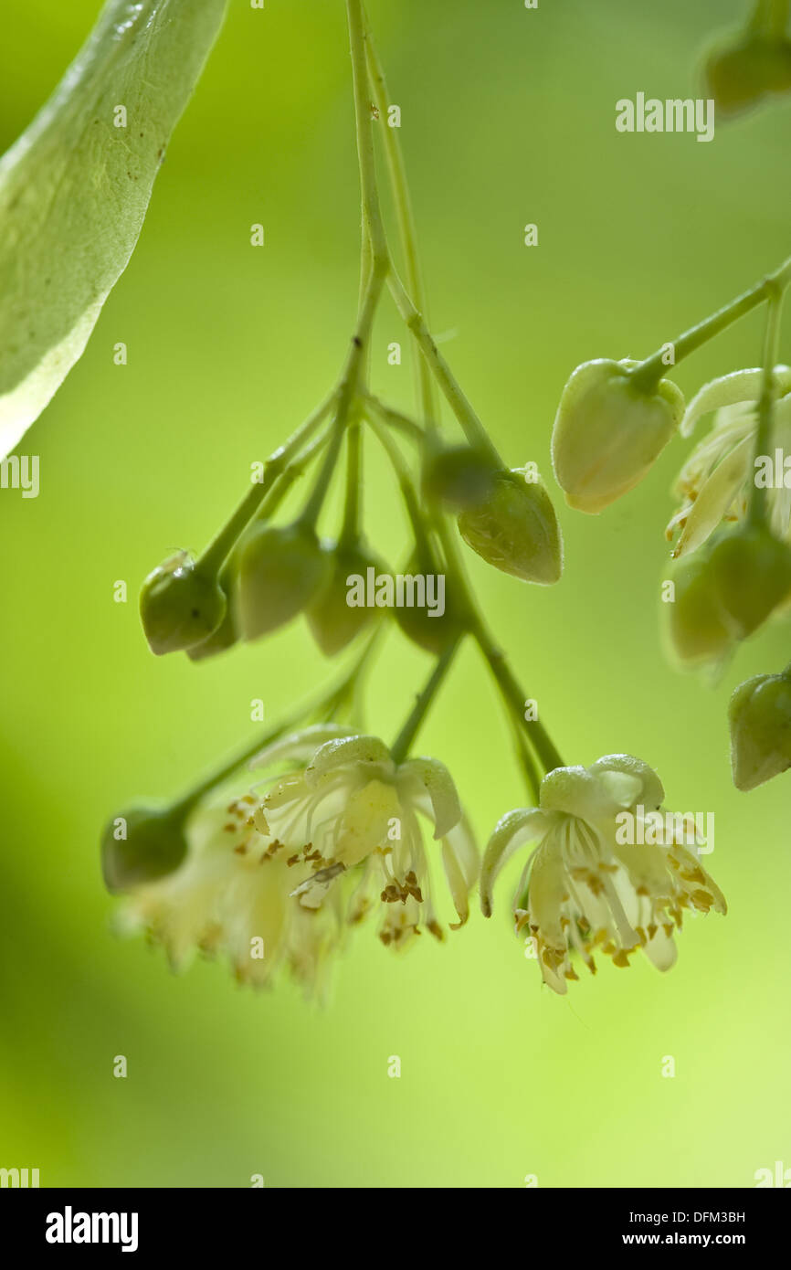 großblättrige Linde, Tilia platyphyllos Stockfoto