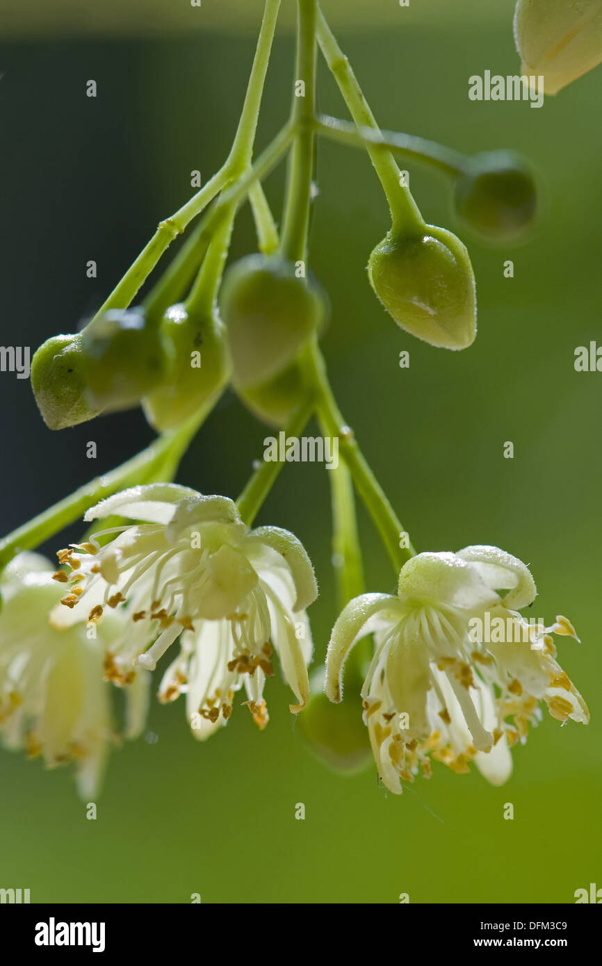 großblättrige Linde, Tilia platyphyllos Stockfoto