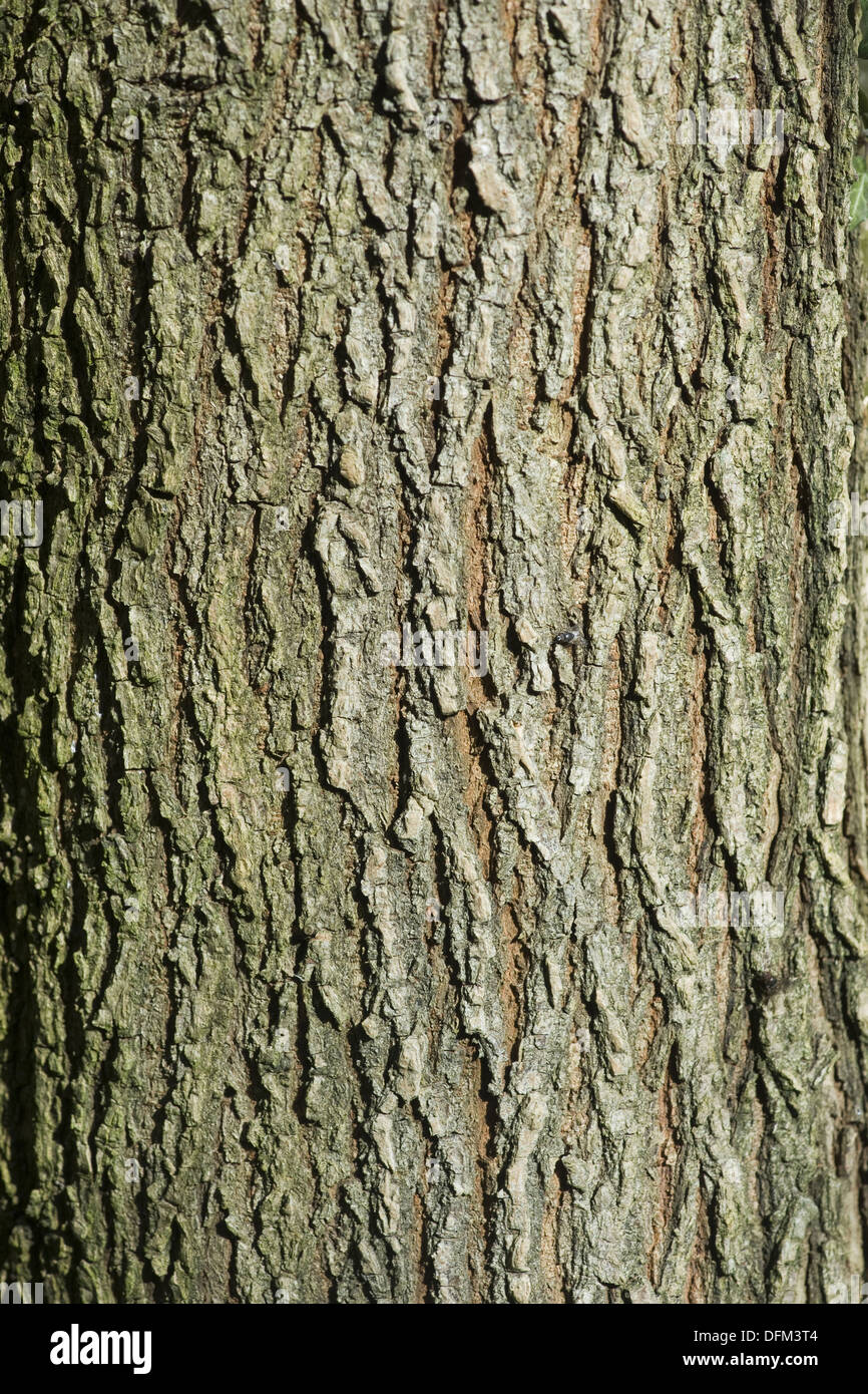 Wych Ulme, Ulmus glabra Stockfoto