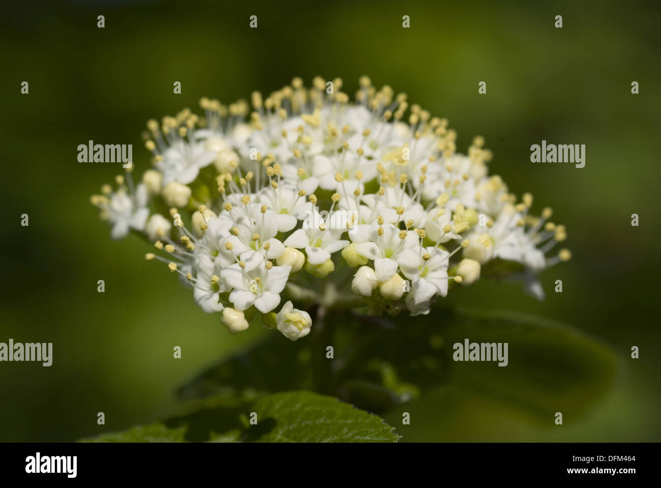 Wayfaring Baum, Viburnum lantana Stockfoto