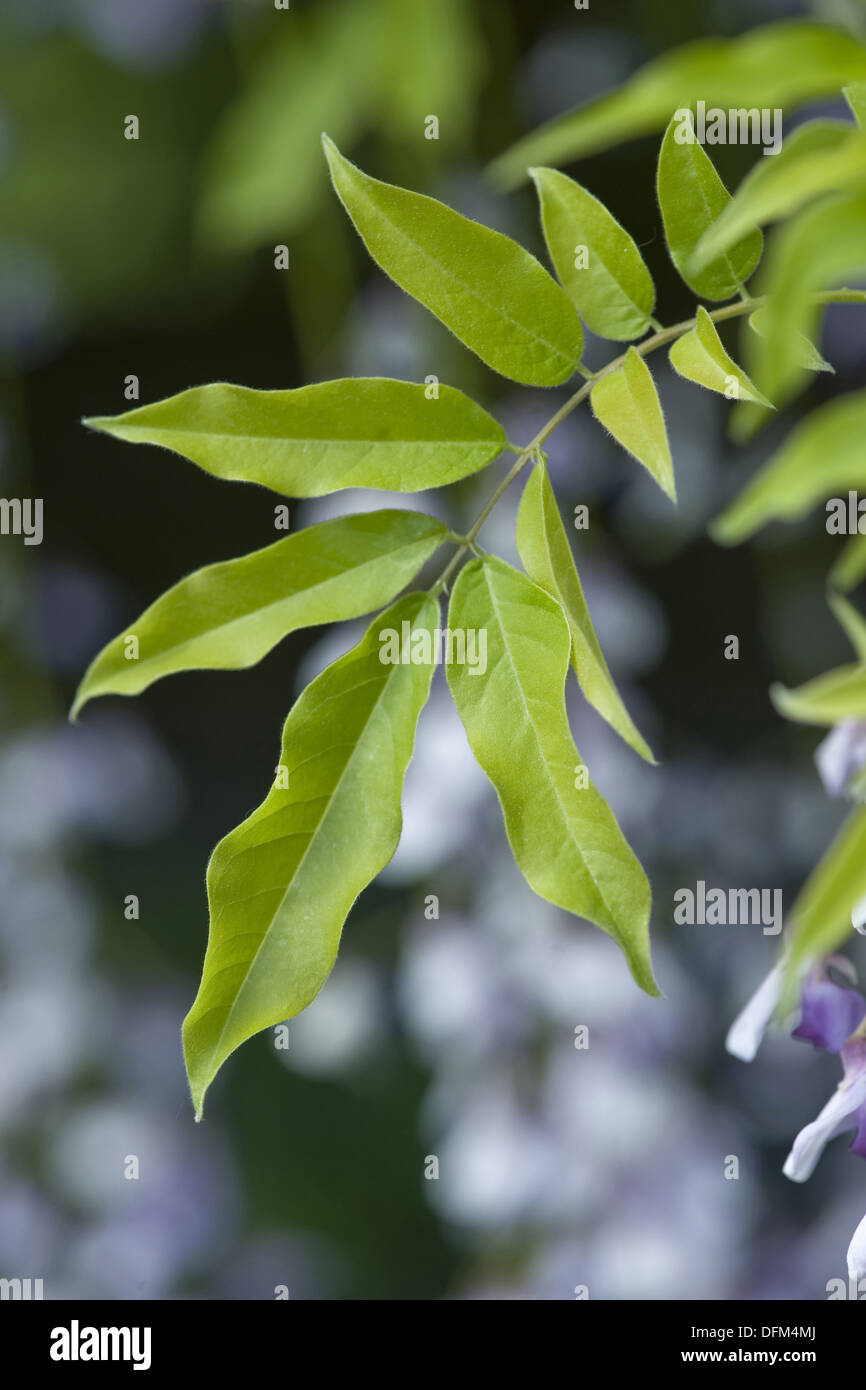 chinesischer Blauregen, Wisteria sinensis Stockfoto