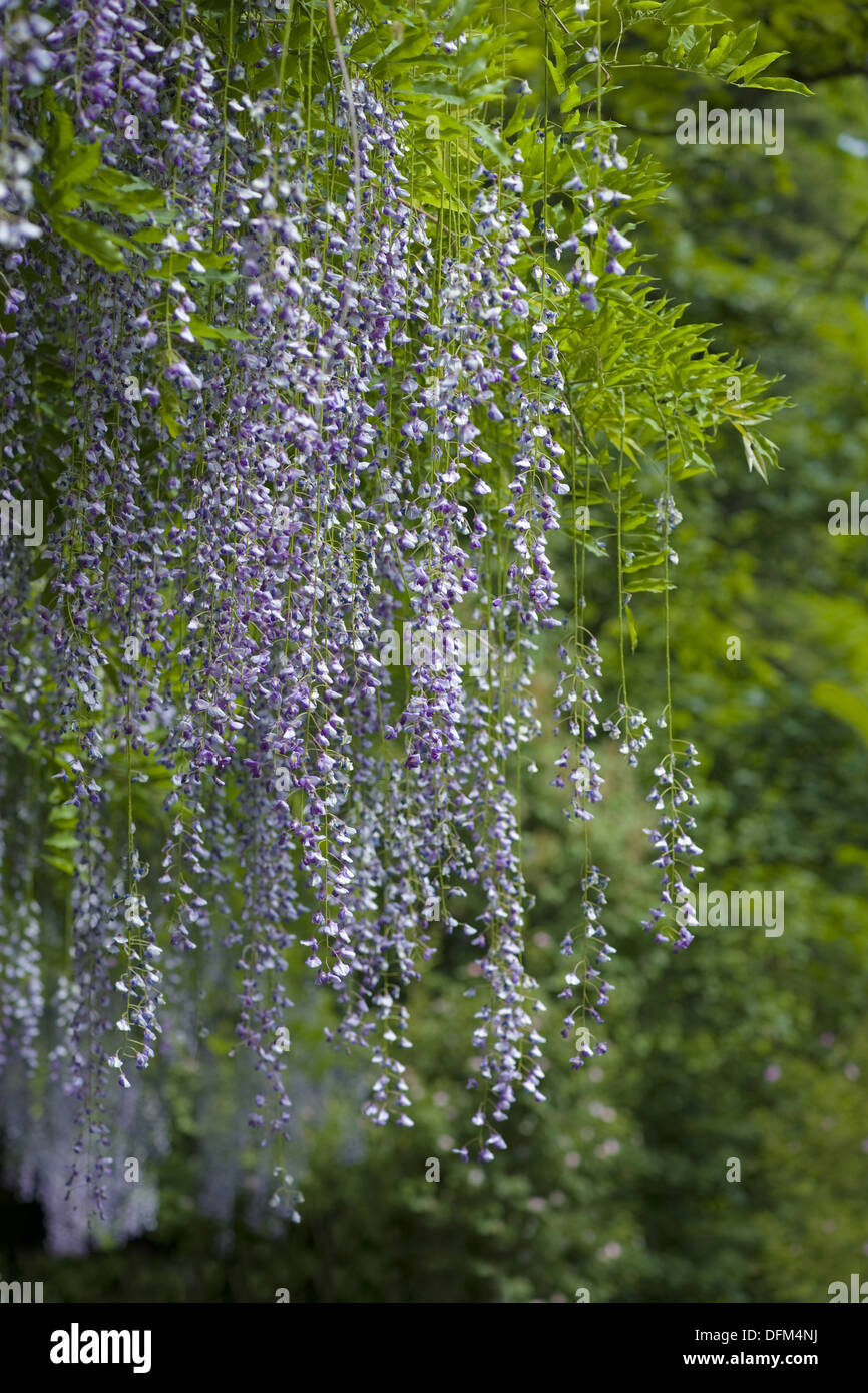 chinesischer Blauregen, Wisteria sinensis Stockfoto