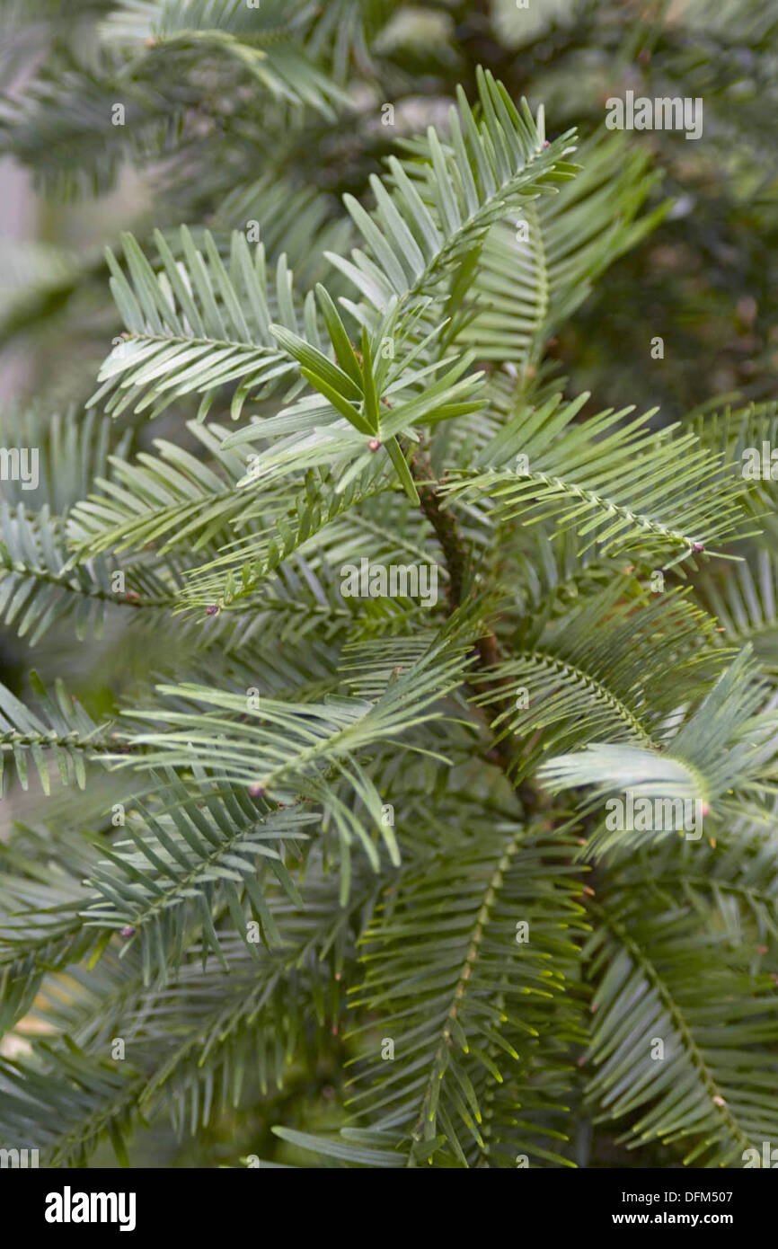 Wollemi Pine, Wollemia nobilis Stockfoto
