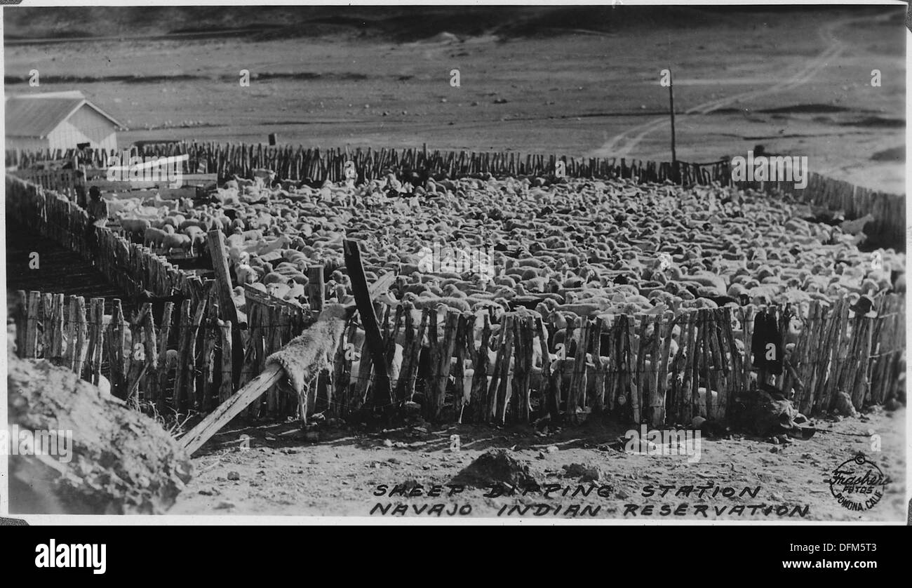 Die Navajo züchten Schafe für Wolle, mit denen sie traditionelle Decken und Teppiche weben, ein wichtiger Teil ihres kulturellen Erbes in der Southern Navajo Agency im Jahr 1933. Stockfoto