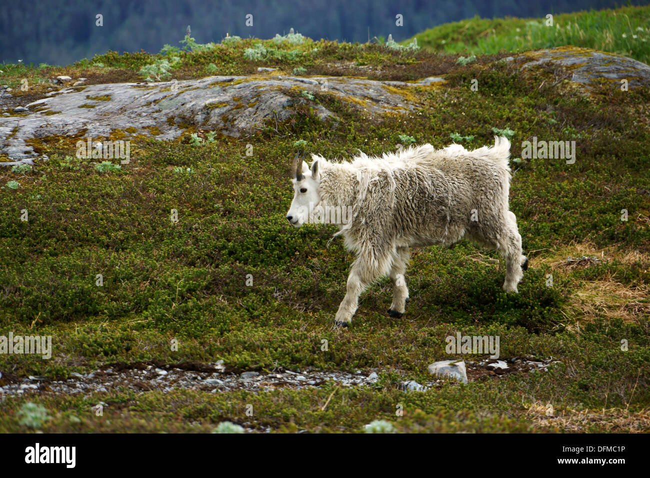 Bergziege Oreamnos Americaus vergießen Wolle im Frühsommer, Kenai Mtns. Kenai Fjords Nationalpark, Alaska Stockfoto